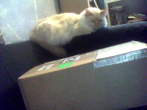 Shakti's wondering What's In The Big Box.  - My husband joked that when we emplied that box, shakti could hide in it, and fit perfectly. LOL It was just his size. The box was full of books we'd ordered for a book signing, the next day.