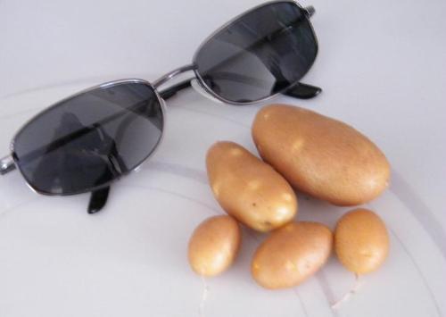 Spuds - These little guys are the first things to come out of my garden this year. I put the sunglasses beside them to show just how tiny these things are. Aren't they cute? LOL