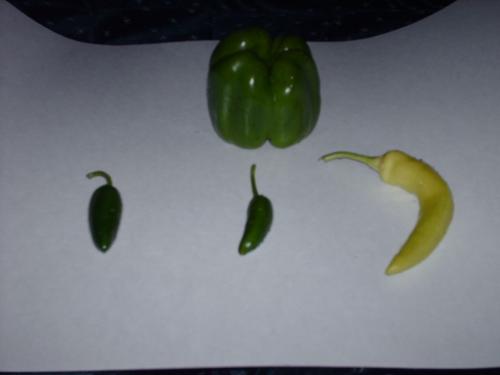 Peppers - Just a few of my crops for 2009