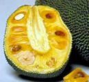 jackfruit - it is nutritious fruit