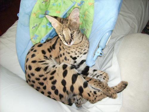 Diva - Diva the serval