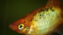 Fish - Here's a picture that I took a year ago with a micro objective. just want to share it with Mylot^^.