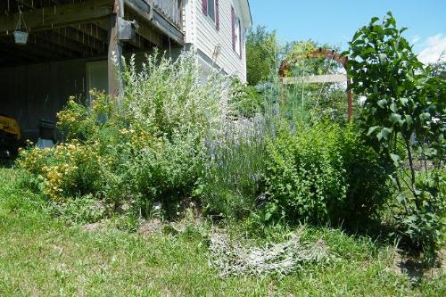 Herb Garden - This is only part of my herb garden.