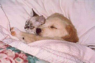 dog and cat - a puppy and a kitten that slept together. This picture tells us that no matter what our differences are, we can be of great friends when we wanted to. Friendship is not what we have in common but accepting our differences.
