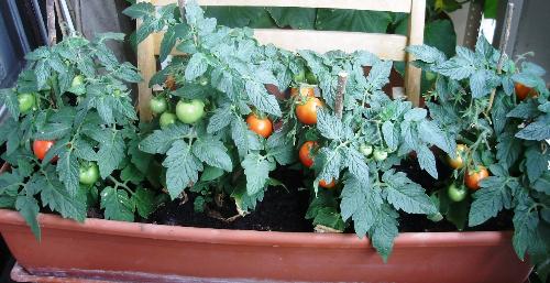 Balcony tomato plants. - Special tomato plants for balcony or limited space cultivation. Very compact and heavy producers over a long time. Also excellent flavour.