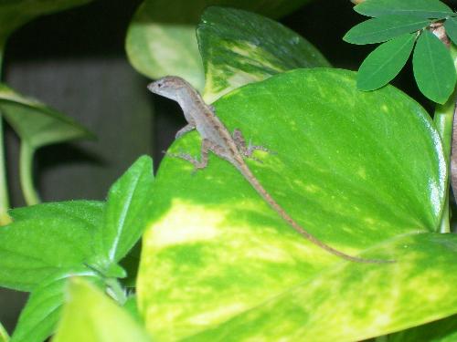 Lizard - Photo of a lizard relaxing on a leaf