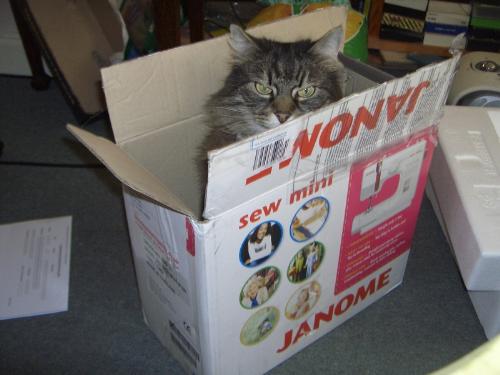 Gizmo in a box again. - Gizmo enjoying the box from my new sewing machine.