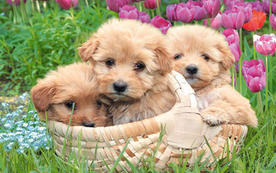 friends - there are three puppies friends who are lookig so cute in the photo.they are very addorable . as all of the world like puppies very much . these puppies are like angel from haeven an dthey are very much cute in the whole heaven. i like puppies very much. 