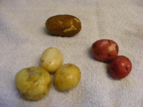 Our First Potatoes - These are our first 'new' potatoes of the season -- or ever. It is he first time I've planted potatoes. There are three types here.