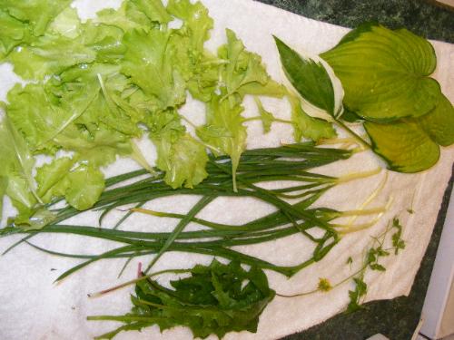 Or First 'Harvest' - These are some of the salad ingredients we picked from our garden. It is actually from a thinning of the garden, but we have used edible hasta leaves, dandelion green and flower, green onions, scallions, parsley and leaf lettuce. All grown in our own yard.