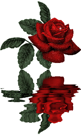rose - rose