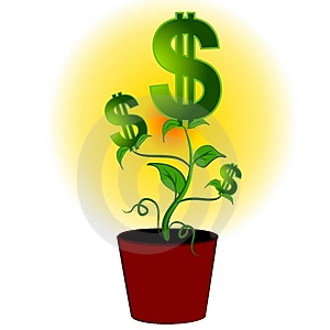 money plant - this one is mine.................dont take away from me
