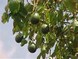 avocado tree - Grows into a tree and grows avocados to make guacamole.