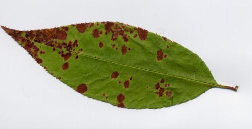 Here's a picture of one of the leaves - so you can see how it looks in hopes to get the right advice. Thanks!!