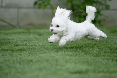 White Dog - A cute white dog running