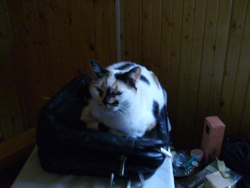 Mitza on a bag... - This is Mitza sleeping on my girlfriend's mother's purse... i guess she likes leather beds ;))