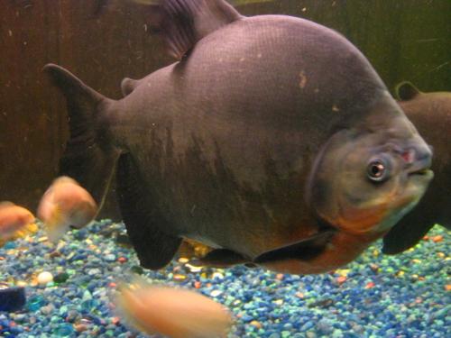 Fish - my red bellied pacu fish