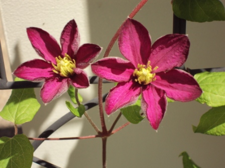 Flowers - Beautiful flowers.