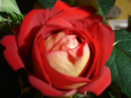 a single rose - single red rose- part of a bunch.