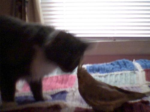 Lucy Bell - Here she is with my bird, they are good friends.