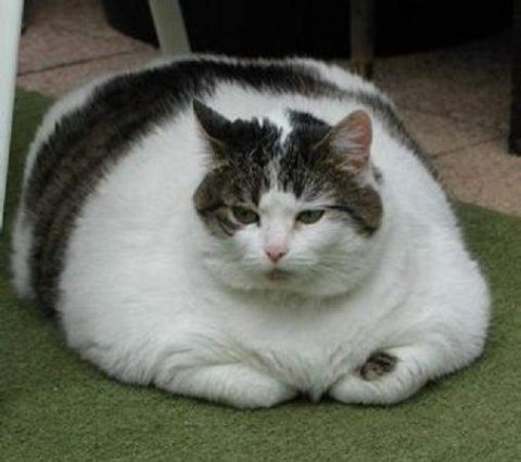 Faaat caaat!! - I found this interesting picture over internet I think you people really likes this cute cat. Hey! can anyone pick her by one hand?