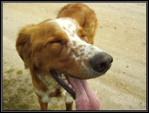 my dog Bart - too playful for being inside an office, he needs open air, lot of space to run, jump and smell...well, he's still a bit puppy though he's 10 months ^_^