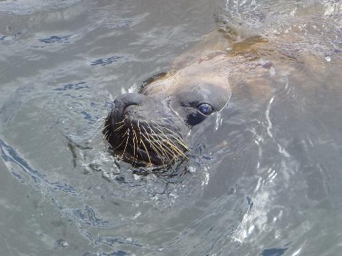 Sea Lion - A little Sea Lion XD