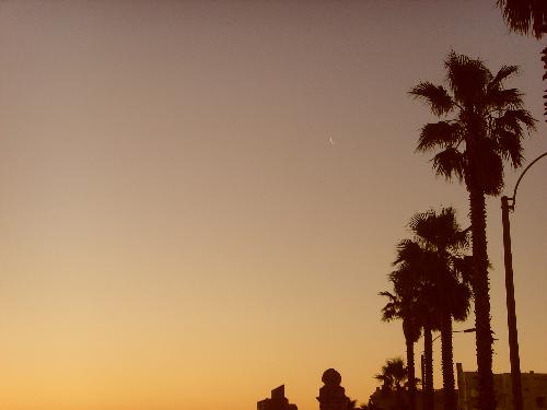 Palms - Palms with Sunset