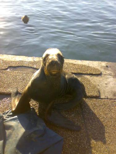 Sea Hound - Sea Hound lookin right at ya!