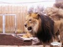 lion - lion is the king of the jungle