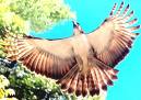 flying eagle - i want to be a flying eagle