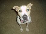 Cecil, The Toothless Pitbull - This is a pic of the dog I fostered a couple of years ago. He was a real sweetie! He now lives in Ohio and is someone's beloved pet. :)