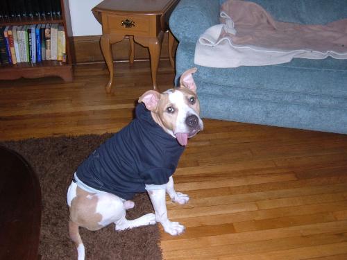 Cecil, The Toothless Pitbull...In Clothes! - The lady who has him now puts sweaters on him in the winter, because he gets so cold! Pitbulls have very short, thin coats...not conducive to handling cold weather.