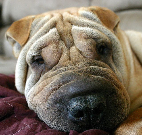 Wrinkle face - I don't want to have wrinkle face when I get old... :-(