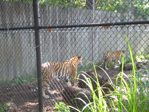 Tiger - Tiger @ the zoo in NY