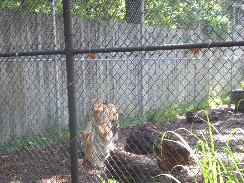Tigers - Tigers @ the zoo in NY