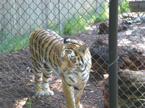 Tigers - Tigers @ the zoo in NY