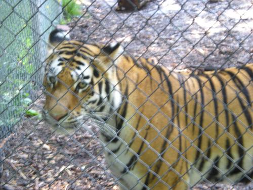 Tigers - Tigers @ the zoo in NY