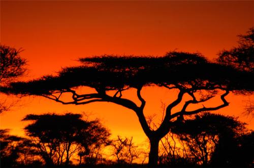 nature - nature
