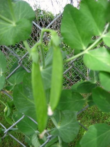 Peas - My first time trying to grow peas and looking good so far.