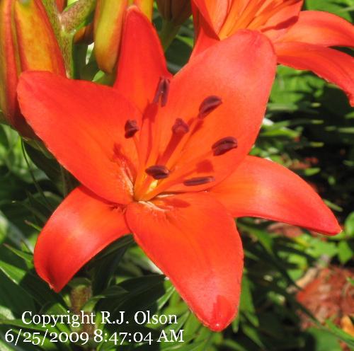 Orange Tiger Lily - These grow in a huge bunch that looks like a boquet of them Orange Tiger Lily - These grow in a huge bunch that looks like a boquet of them