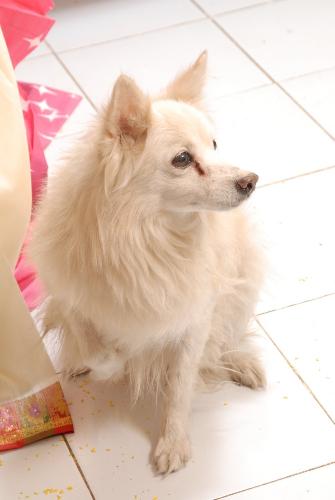 He is my Dog Ajju - His name is Ajju, he is 12 years old. My family have brought him from my Aunt's place. He is fond of Bananas.