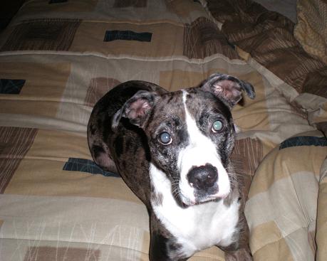 our baby - this would be our youngest'child' zena.