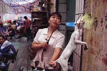 the cat which be killed - i hate this .