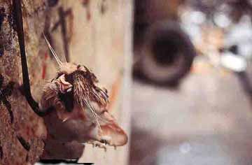 the cat which be killed - i hate it.