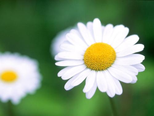 flowers  - flower wallpapers for us desktop decoration