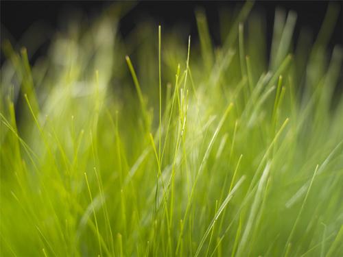 grass  - grassy green grass for ur desktop