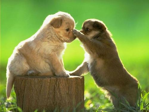 Friendship - Even animal have friendship!
