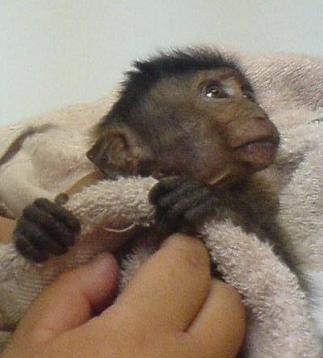 helpless baby monkey - baby long tailed macaque, QiQi