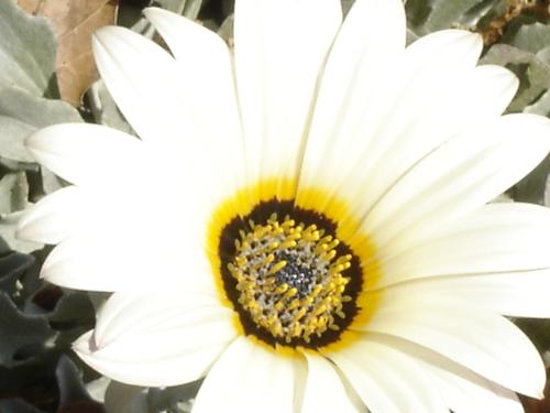 daisy - A daisy from the garden.